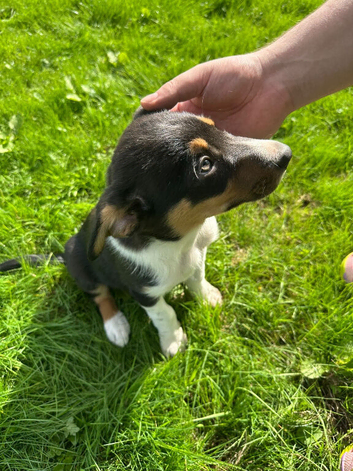 Tri colour dog