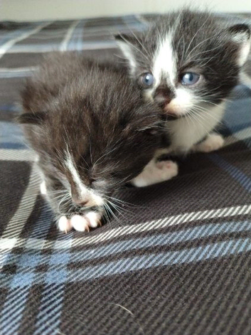 Bengal Cross Kittens