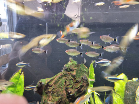 Endler Guppies