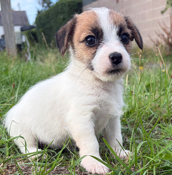 Miniature Jack Russell&rsquo;s