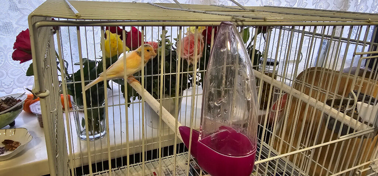 Canary plus cage