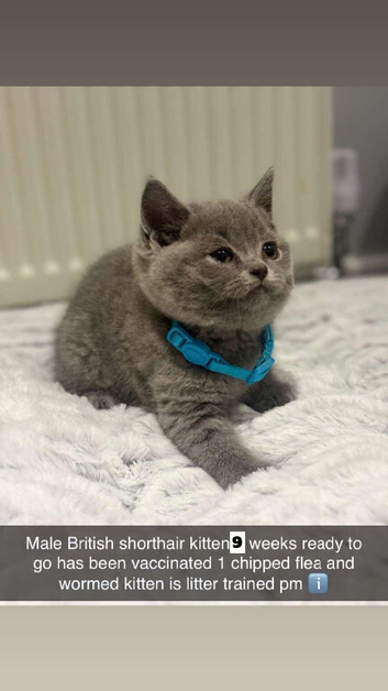 Blue British shorthair kittens