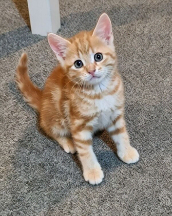 2 ginger kittens