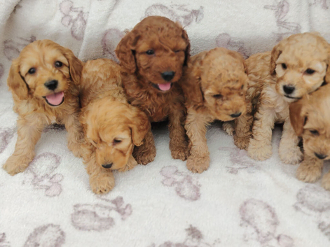 Miniature cockapoo puppies