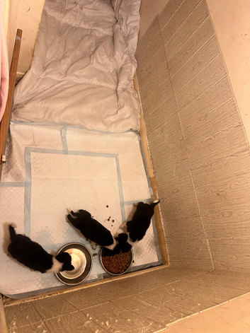 Border collie puppies