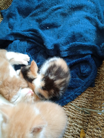 6 kittens all breed's and mixed colours 6nhalf Weeks 9ld
