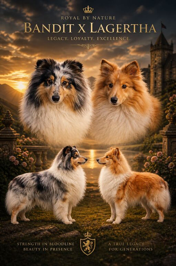 Shetland sheepdog puppies