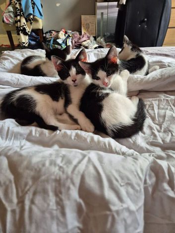4 female kittens