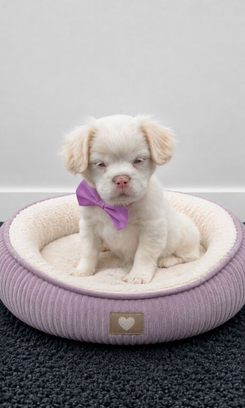 Fluffy frenchie cross.