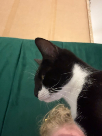 Female Tuxedo Cat in need of Rehoming
