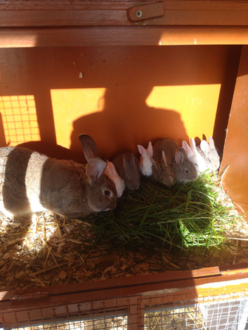 Continental giant cross rex babies READY TO GO NOW