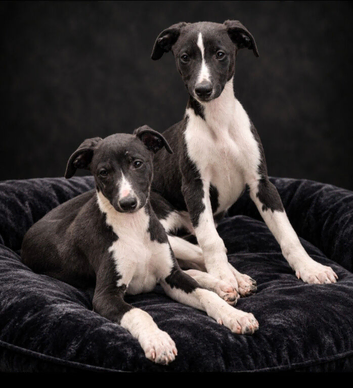 2 black and white kc whippet pups