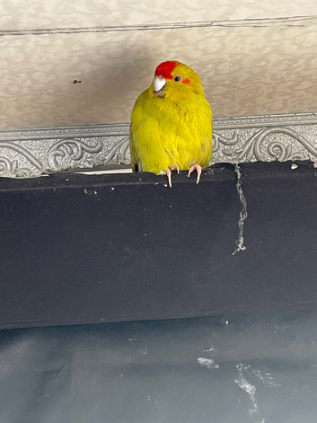 Kakariki for sale &ndash; &pound;75