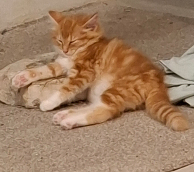 Adorable fluffy ginger kitty