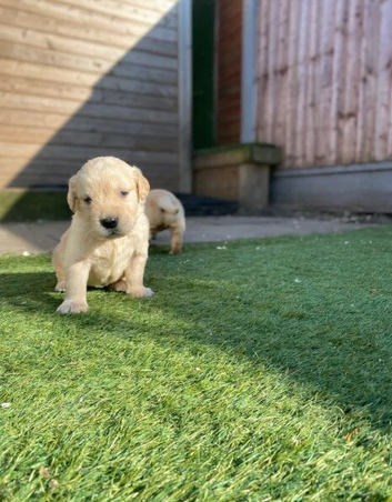 Beautiful Golden Retriever Puppies &ndash; 3 Boys & 3 Girls &ndash; Ready 15th March &ndash; Vaccinated & Microchipped