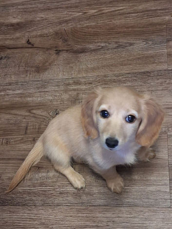Cream mini dachshunds