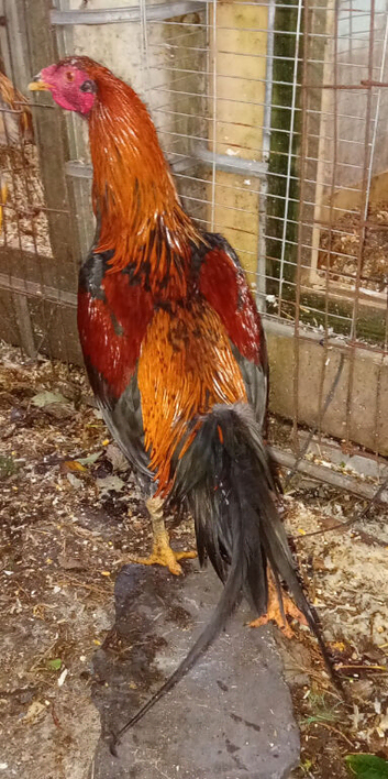 Shamo cross cock