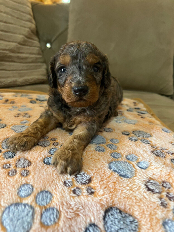 Miniature cavapoos