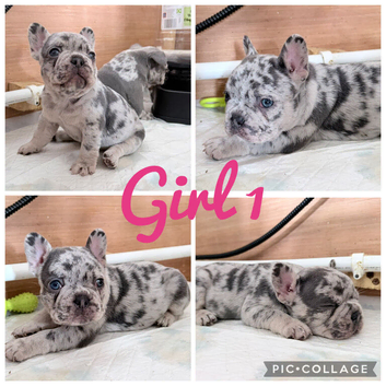 French bulldog puppies