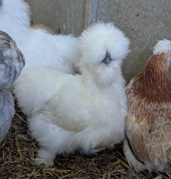 USA Silkie POL Pullets