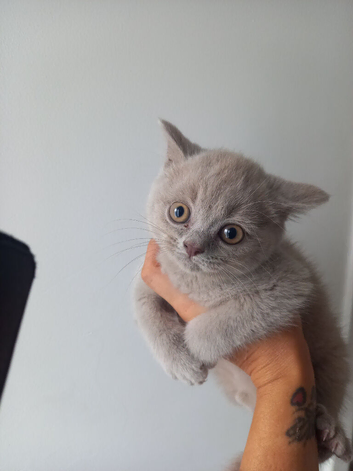 Kittens