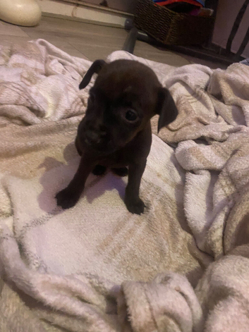 Lakeland x Patterdale.