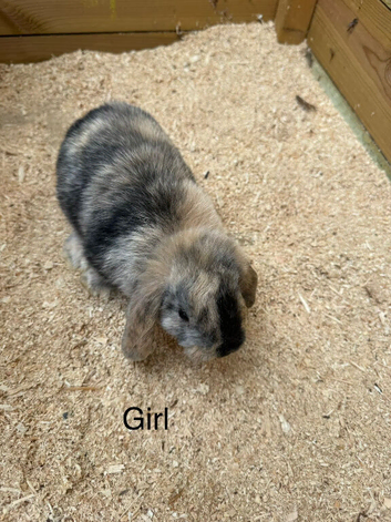 Stunning Baby mini lop rabbits