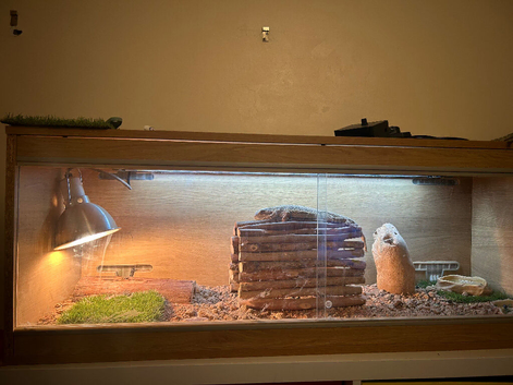 Male Bearded Dragon For Sale