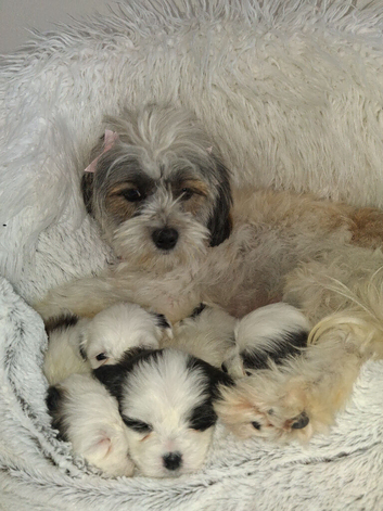 Malshi puppies