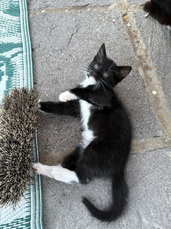 I have 5 beautiful kitten READY TO LEAVE