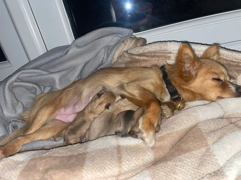 Chihuahua puppies