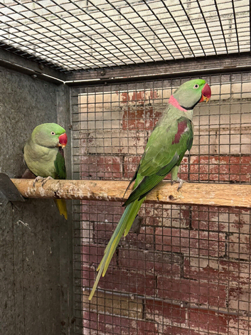 Breeding pr alexandrine