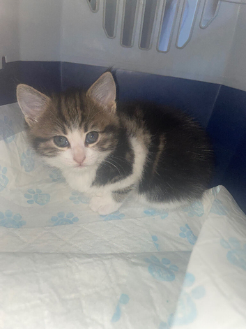 Beautiful main coone / Persian kitten for sale
