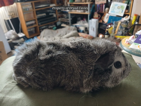 Cuddly boars