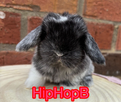 Pure bred pedigreed baby mini lops