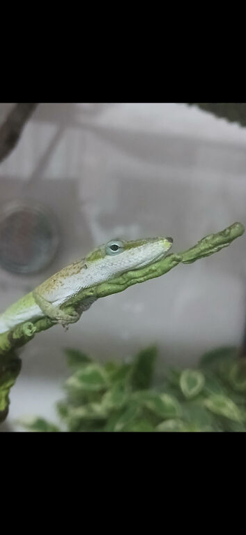 Male green anole