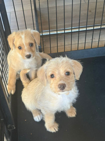 Beautiful f1 jackapoo puppies for sale