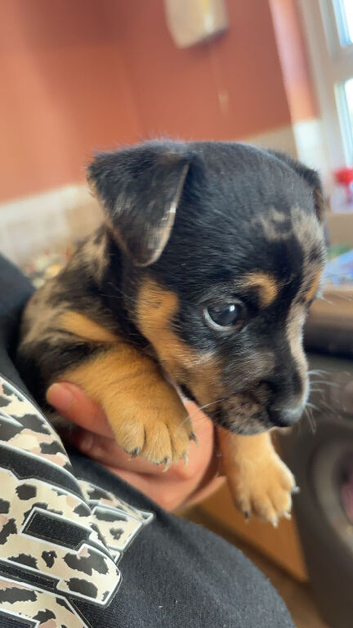 Merle Jack Russell Girl