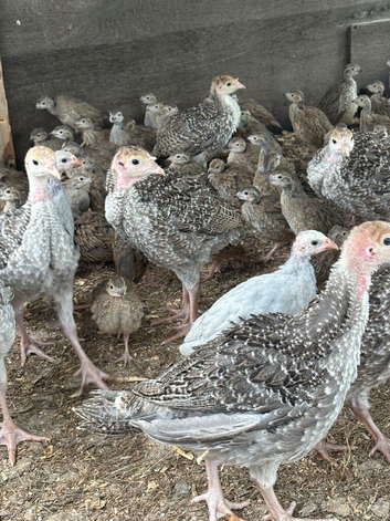 Turkey Poults  for sale