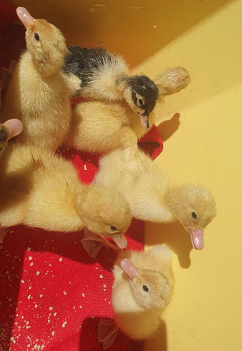 Ducklings