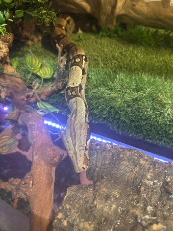 Male boa 6/7ft &pound;50