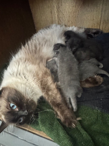 ragdoll cross kittens