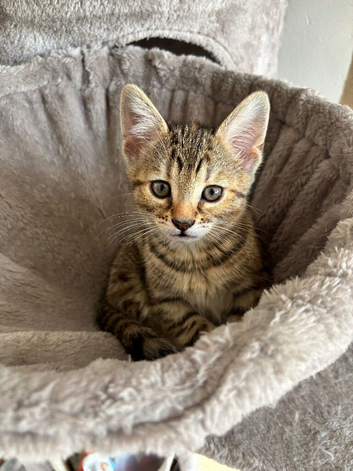 Girl kitten ready to be rehomed soon!