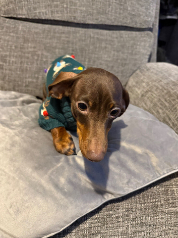 Mini dauschaund