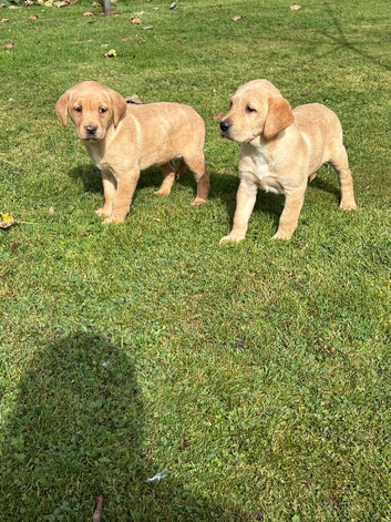 Labrador pups