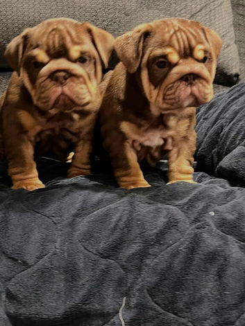 English Bulldog puppies for sale!!
