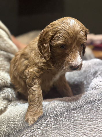 Beautiful Cockapoo Puppies for Sale &ndash; 2 Boys, 2 Girls