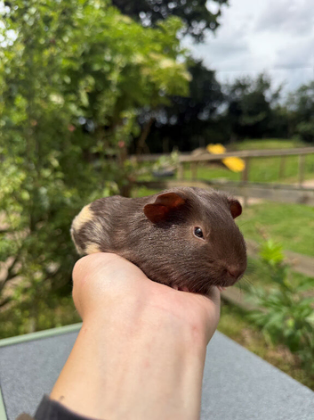 Baby Male Guinea Pigs