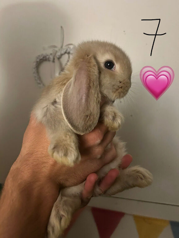Pure Bred French Lops