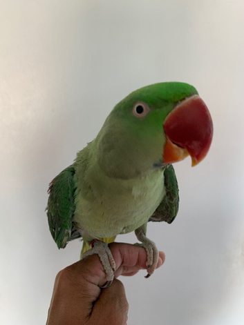 Tame Alexandrian parrot